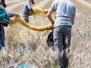 Das sind weder gewöhnliche Bauern noch gewöhnliche Ähren, sondern Agroscope-Angestellte in einem Versuchsfeld für gentechnisch veränderte Pflanzen am Standort Zürich. (Bild: Keystone/CHRISTIAN BEUTLER)