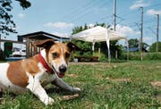 Auf der neuen Hundefreilaufwiese beim Schiessstand Choller darf die Leine weggelassen werden. (Bild: Stefan Kaiser (Zug, 4. Juni 2018))