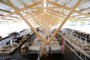Gutsbetrieb Chamau: Der vom Kanton umgebaute Gutsbetrieb wird von der Landwirtschaftlichen Schule Schluechthof betrieben. (Bild: Stefan Kaiser (Zug, 04.Juni 2018)