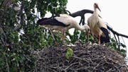 Mit viel Wetterglück ziehen die Störche derzeit bis zu fünf Jungtiere pro Horst gross. (Bild: Corinne Hanselmann)