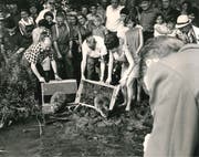Am 6. Juni 1968 setzt Anton Trösch (links mit Karohemd) zusammen mit Gleichgesinnten am Nussbaumersee sechs norwegische Biber aus. (Bild: PD/Archiv/Anton Trösch)