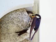 Fütterung bei Familie Mehlschwalbe. (Bild: PD/Sandra Schweizer, NVV Frauenfeld)