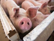 Schweine auf einer grossen Farm im US-Bundesstaat Iowa. Mexiko hat als Reaktion auf die US-Strafzölle auf Stahl und Aluminium Einfuhrzölle von 20 Prozent auf Schweinefleisch aus den USA verhängt. (Bild: Keystone/EPA/CRAIG LASSIG)