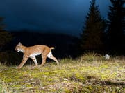 Luchse müssen sich in Acht nehmen: Geht es nach dem Ständerat, werden sie künftig weniger geschützt. (Bild: KEYSTONE/APA/APA/NATIONALPARK KALKALPEN/MARC GRAF)