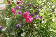 Traumpaar: Clematis gedeihen bestens neben Kletterrosen, die den Schatten für deren Wurzeln spenden. (Bild: Getty)