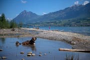 In Giswil dürfen sich auch Vierbeiner ins kühle Nass stürzen. (Bild: Corinne Glanzmann)