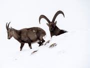 Ein harter Winter mit viel Fallwild: Viele Steinböcke und Gämsen hatte grosse Mühe, im meterhohen Schnee genügend Nahrung zu finden. (Bild: Keystone/ANTHONY ANEX)