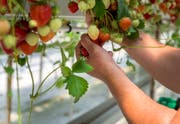 Erdbeeren aus dem Gewächshaus haben eine schlechte Ökobilanz. (Bild: Reto Martin)