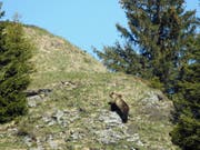 Bär M29 am 26. Mai im Eriz. Das Foto sorgte für Furore, weil es der erste Nachweis eines wilden Bären im Kanton Bern seit 190 Jahren war. (Bild: Jagdinspektorat des Kantons Bern)