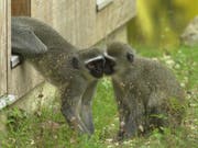 Zwei Vervet-Meerkatzen spielen im Basler Zolli. Kämpfe mit anderen Gruppen versuchen Männchen laut einer neuen Studie zu verhindern, indem sie eigene aggressive Gruppenmitglieder angreifen. (Bild: KEYSTONE/DOMINIK PLUESS)