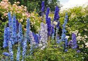 Ritterliches für die Königin: Die blaue Delphine, bekannt als Rittersporn, steht gern neben der Königin der Blumen: der Rose.