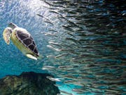 Schwimmen im Schwarm spart Energie. Dies haben Forschende herausgefunden. (Bild: KEYSTONE/AP/LEE JIN-MAN)