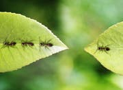 Ameisen im Garten: Nicht die Lieblingstiere jedes Gärtners. (Bild: Getty)
