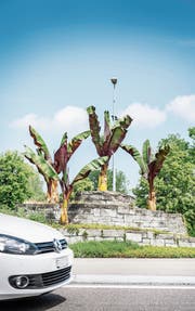 Fünf Bananenstauden wachsen im Kreisel an der Zeughausbrücke. (Bild: Andrea Stalder)