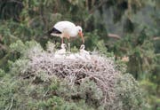 Der Weissstorch beim Füttern seiner Jungen. (Bild: pd/Tierpark Goldau)