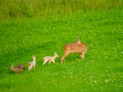 Wo genau die Tiere beobachtet wurden, wird nicht preis gegeben - zu ihrem Schutz. (Bild: ZVG)