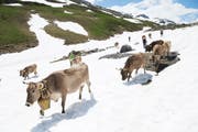 Das Sennten der Famillie Marty passiert die Schneefelder nach der Klausenpasshöhe. (Bild: Christof Hirtler, Klausenpass, 5. Juni 2018)