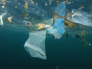 Im Mittelmeer schwimmen laut dem WWF Unmengen an Plastikmüll. Besonders problematisch ist die Mikroplastik. (Bild: WWF)