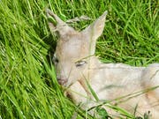 Das weisse Rehkitz - Grund für die helle Fellfarbe ist eine Pigmentstörung. (Bild: ZVG)
