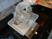 Ein Waldkauz auf der Waage: Die Gewichtskontrolle gibt Hinweise auf den Gesundheitszustand des Vogels. Die streichelsüchtige Flauschkugel wird sich dank regelmässiger Fütterung und guter Pflege rasch zu einem stolzen Raubvogel entwickeln. (Bild: Voliere-Gesellschaft SG/Christian Müller - 19. Mai 2014)