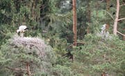 Weissstorch und Graureiher in direkter Nachbarschaft. (Bild: pd/Tierpark Goldau)
