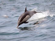 Delfine sind sehr soziale Tiere. Trotzdem behalten die männlichen Tümmler lebenslang ihre charakteristischen Pfeiflaute quasi als Namen bei. (Bild: KEYSTONE/AP/NICK UT)