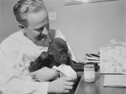 Goma wuchs nach ihrer Geburt 1959 zunächst bei Zoodirektor Ernst Lang auf. (Bild: zvg/Zoo Basel)