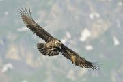 Bartgeier Ewolina geniesst einen Ausflug auf Melchsee-Frutt. (Bild PD/Hansruedi Weyrich)