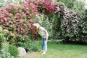 Ein besonders schöner Naturgarten. Lilo Müller riecht an den blühenden Wildrosen. (Bild: Nicole D’Orazio)