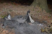 Ein Blitz schlug vermutlich in diesen Baum ein und erst eine Zeit später brach der Brand aus. (Bild: Kapo AR)