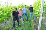 Gody Sigg von der Firma Bayer, Sonja Züst von der Fachstelle Andermatt Biocontrol, Jan Wäspe vom Bundesamt für Landwirtschaft und Michael Burkhart, Rebbauer am Ottenberg. (Bild: Flavio Di Nicola)