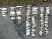 Die aus dem verschmutzten Gewässer geborgenen toten Fische (Bild: Kantonspolizei Freiburg)