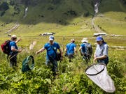 Lepidopterologen, Schmetterlingsforscher, suchen nach Schmetterlingen in Urnenboden im Rahmen des internationalen Geo-Tag der Natur. (Bild: KEYSTONE/ALEXANDRA WEY)