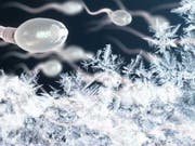 Spermien übertragen unter anderem auch die Information, ob sich ihr Produzent in der Kälte aufgehalten hat. (Montage) (Bild: ETH Zürich)
