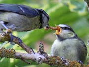Eine Blaumeise füttert ihren Jungvogel mit einer Käferlarve. Alle Vögel weltweit fressen jährlich bis zu 500 Tonnen Insekten, wie Basler Zoologen schätzen. (Bild: Universität Basel/Maurice Baker)