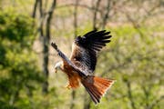 Ein Rotmilan im Sturzflug. (Bild: Adrian Morris / GettyImages)