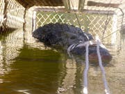 In Australien ist ein 600 Kilogramm schweres Riesenkrokodil gefangen worden. (Bild: KEYSTONE/AP NT Department of Tourism and Culture)