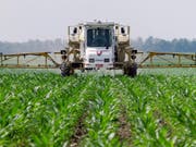   Agriculture is also used: glyphosate, a chemical used in Roundup weed killer caused tumors in laboratory animals. (Photo: KEYSTONE / AP / SETH PERLMAN) 
