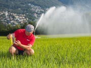 Betriebsleiter Markus Giger überwacht die Bewässerung eines Reisfeldes im Maggia-Delta bei Ascona, aufgenommen am 1. Juli 2018. (Bild: Keystone/TI-PRESS/SAMUEL GOLAY)
