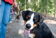 Die Polizei mahnt Hundebesitzer zur Vorsicht. (Keystone)
