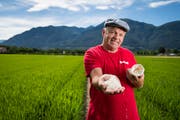 Markus Giger, Landwirt und Projektverantwortlicher für den Reisanbau, zeigt Reiskörner in einem Loto-Reisfeld im Maggia-Delta. (Bild: Alessandro Crinari/Keystone (Ascona, 6. Juli 2018))