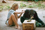Jane Goodall um 1960 im Gombe-Nationalpark (Tanzania) mit dem Schimpansen, dem sie den Namen David Greybeard gab. (Bild: Mindjazz)