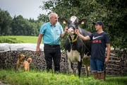 Kurt & Dominik Sätteli in Mörschwil (SG) sind die ersten Ostschweizer Holstein-Züchter, die für ihr Lebenswerk ausgezeichnet werden. (Bild: Hanspeter Schiess)