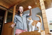 Tierpflegerin Angela Roth spielt mit Katze Ultimo. (Bild: Werner Schelbert (Allenwinden, 5. Juli 2018))