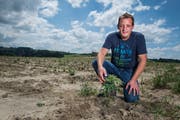 Der Luzerner Hinterländer Daniel Koller ist der wohl erste Landwirt im Kanton, der auf offenem Feld legalen Hanf anbaut. (Bild: Boris Bürgisser, 18. Juni 2018)