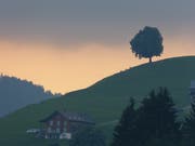 Fast wie ein Scherenschnitt: Der Solitär-Ahornbaum oberhalb von Ennetbühl, der im Buch «111 Orte rund um den Säntis, die man gesehen haben muss» einer der besonderen Orte sein wird. (Bild: PD)