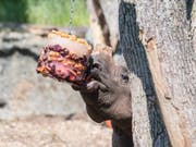 Panzernashörner im Zoo Basel verspeisen an heissen Tagen gerne eine Glace. Beliebteste Sorte ist Rüebli, Bananen und Rande. (Bild: Keystone/Zoo Basel (Torben Weber))