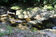 Lebensgefährlich: Wo nicht mehr genügend Wasser fliesst, droht Fischen der Tod. (Bilder: Hans Suter)