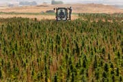 Bislang werden Hanfplantagen vom libanesischen Staat bekämpft und wie hier in der Beekaebene zunichte gemacht. (AP Photo/Hussein Malla/AP; 20. August 2009)