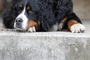 Nicht immer können Hunde mit in die Ferien - sie werde dann meist in Tierheimen betreut. (Bild: Keystone)